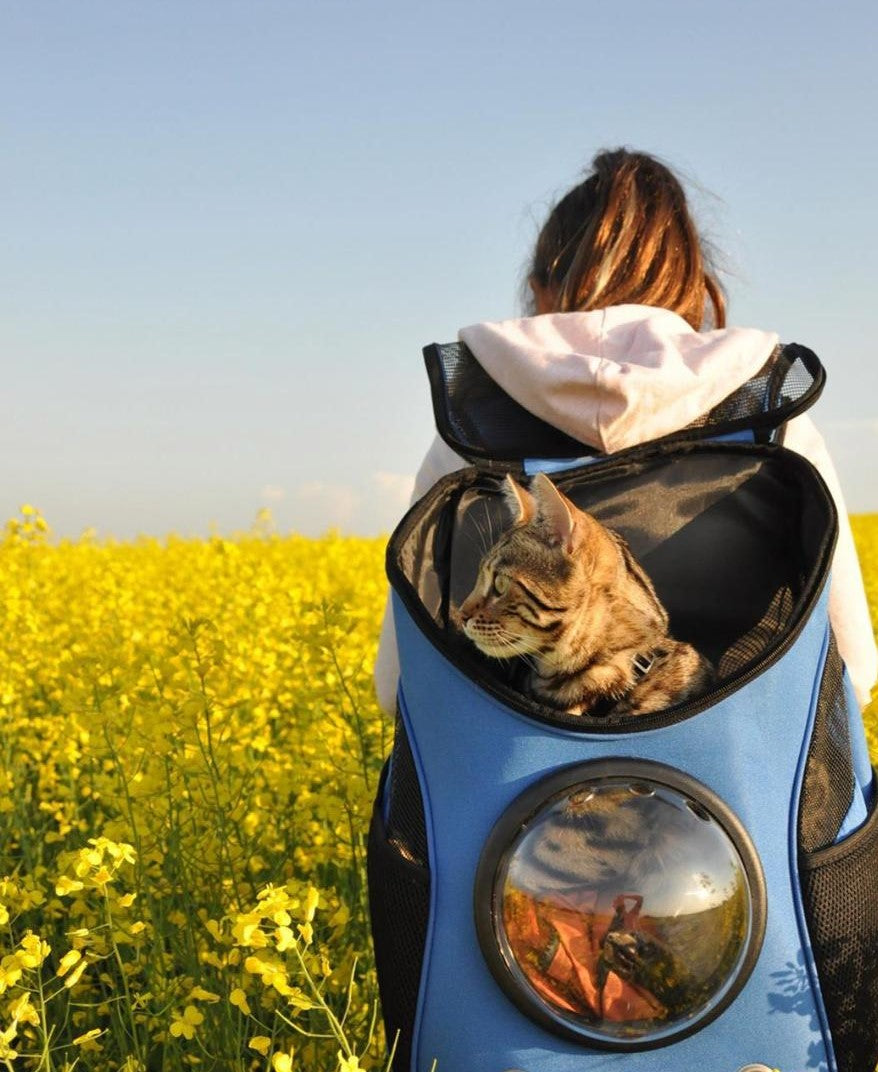 cat adventure backpack