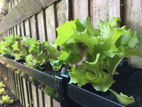 Building Guttering for growing salad