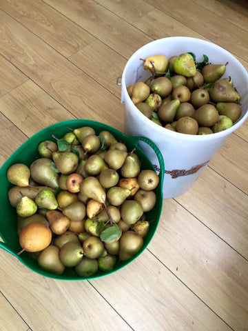 Pears for making perry