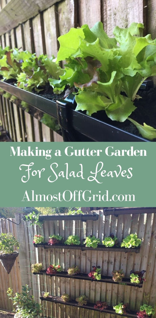 Growing Salad in Guttering