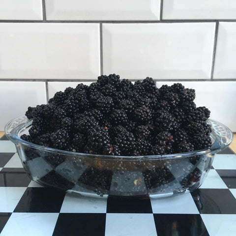 Foraging Blackberries