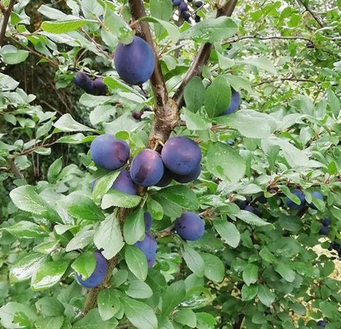 Damsons in the hedgerow