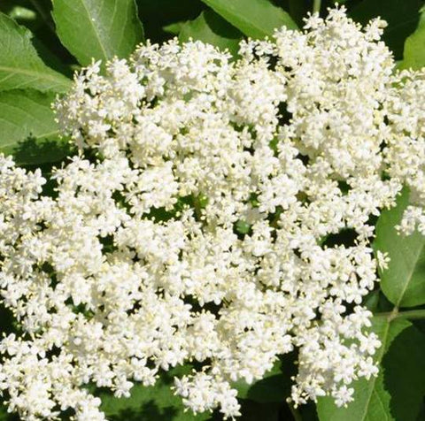 Elderflower champagne recipe