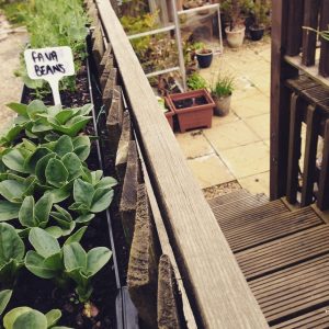 Growing Pea Shoots in Guttering