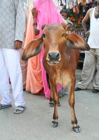 nandi cow