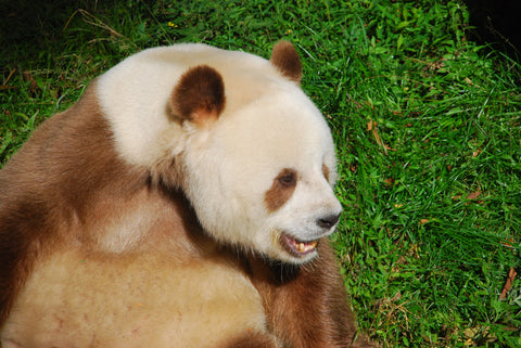 brown panda Qizai