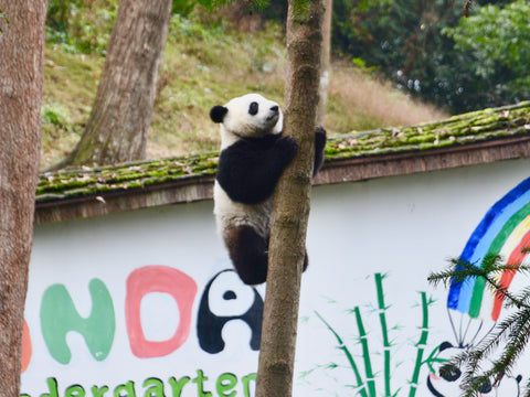 Bifengxia Panda Base panda cub is climbing tree