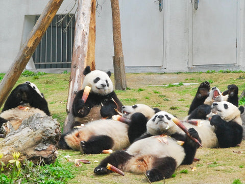 panda cubs at wolong 