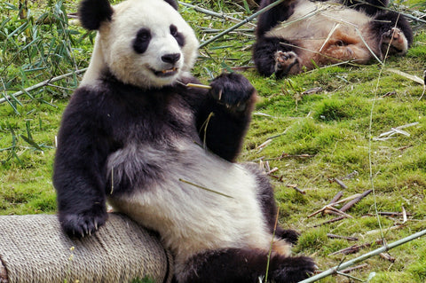 panda volunteers-blog
