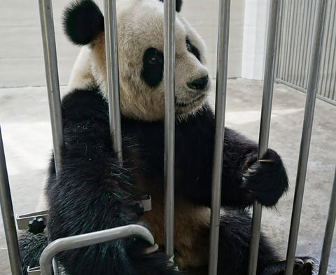 panda volunteer-blog