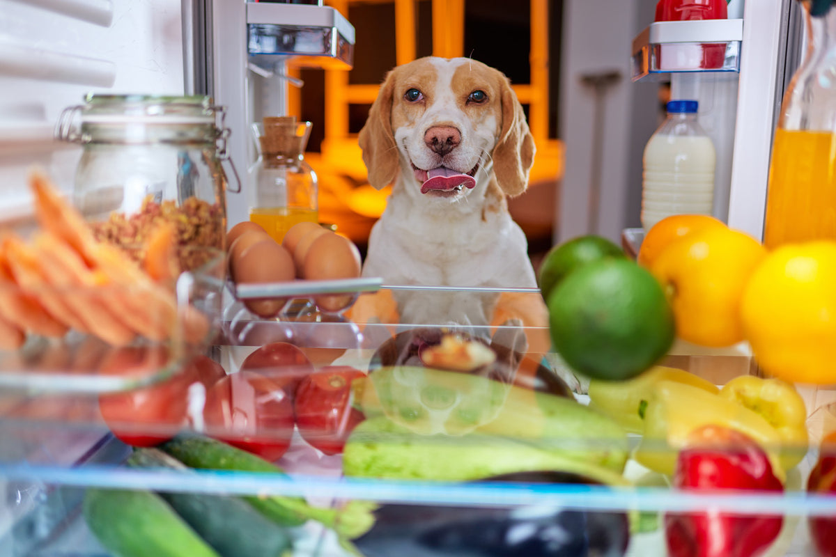 can dogs eat vegetables everyday