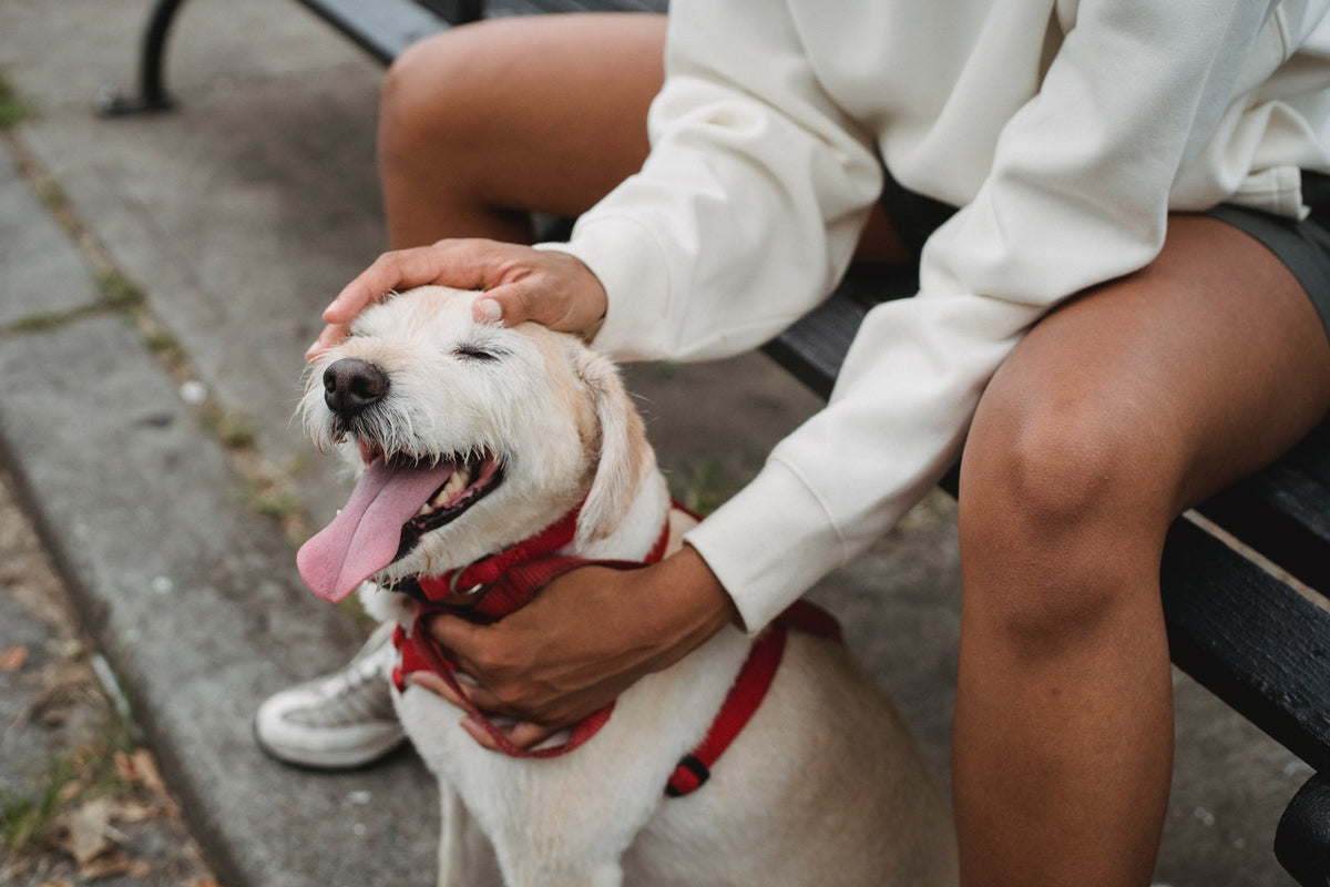 what happens if a dog eats weed butter