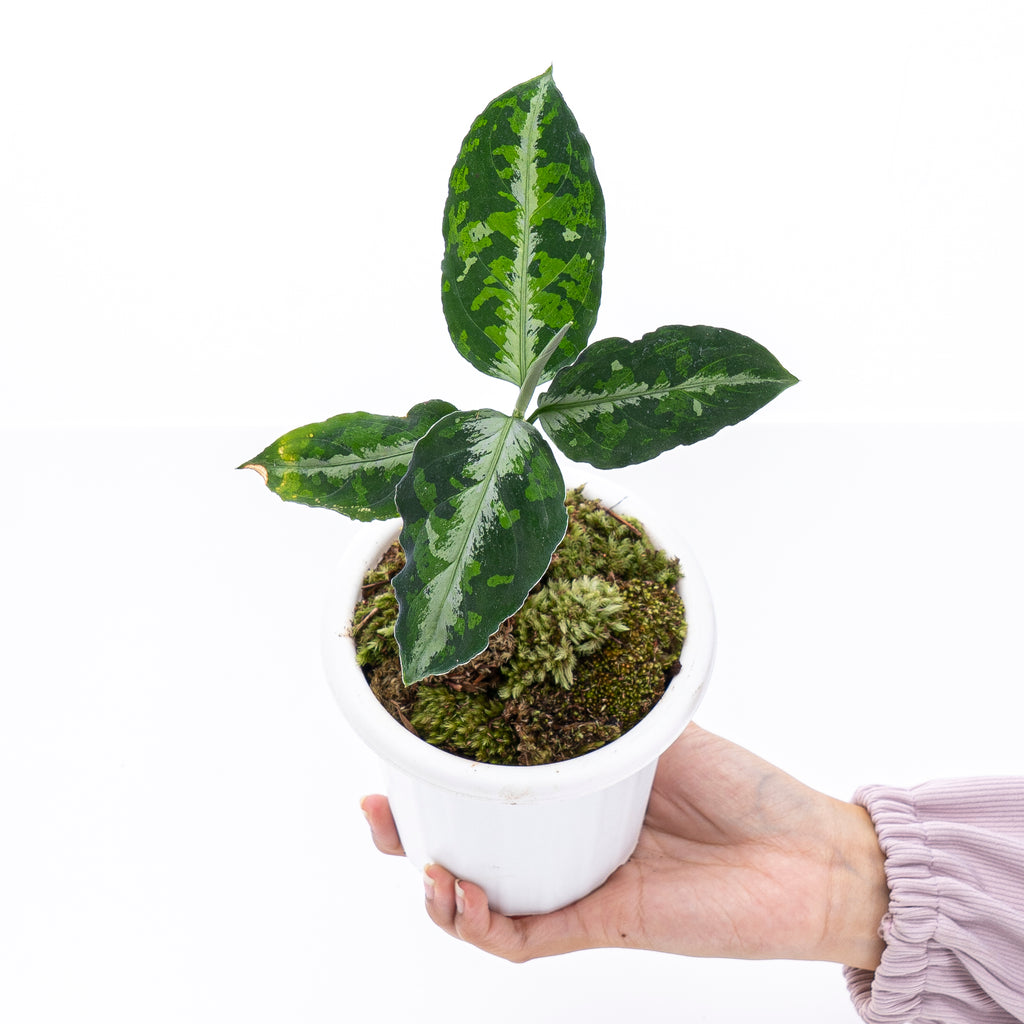 Details about   10 Plants Pack of AGLAONEMA Pictum Tricolor Special Price 