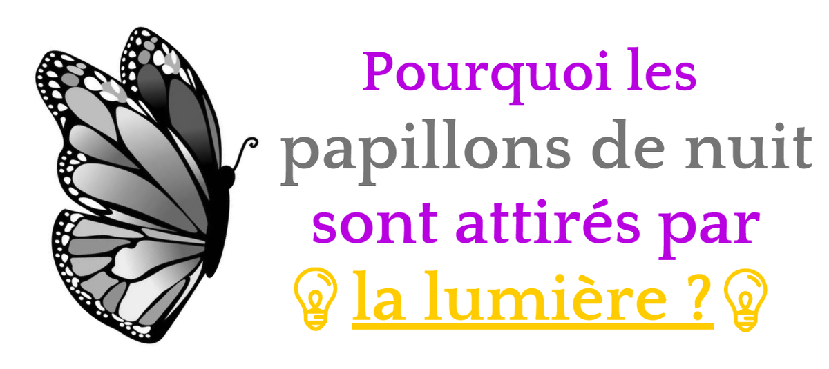 Pourquoi Les Papillons De Nuit Sont Ils Attires Par La Lumiere Boutique Papillon