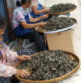 sorting tea by hand