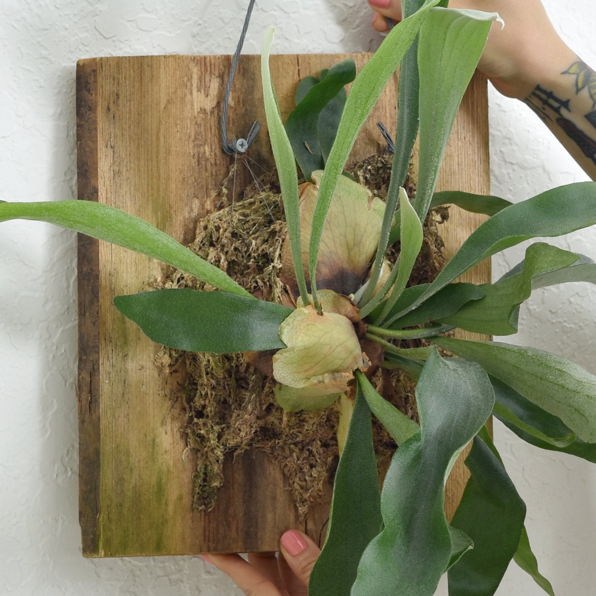 Platycerium Epiphytic Tropical Staghorn Ferns – Verdant Lyfe