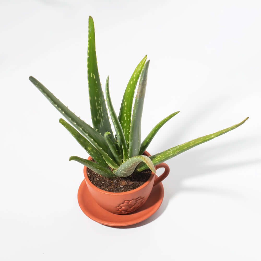 Kalmerend Kort geleden Boos Aloe Vera Plant Indoor or Outdoor Easy Live Plant – Verdant Lyfe