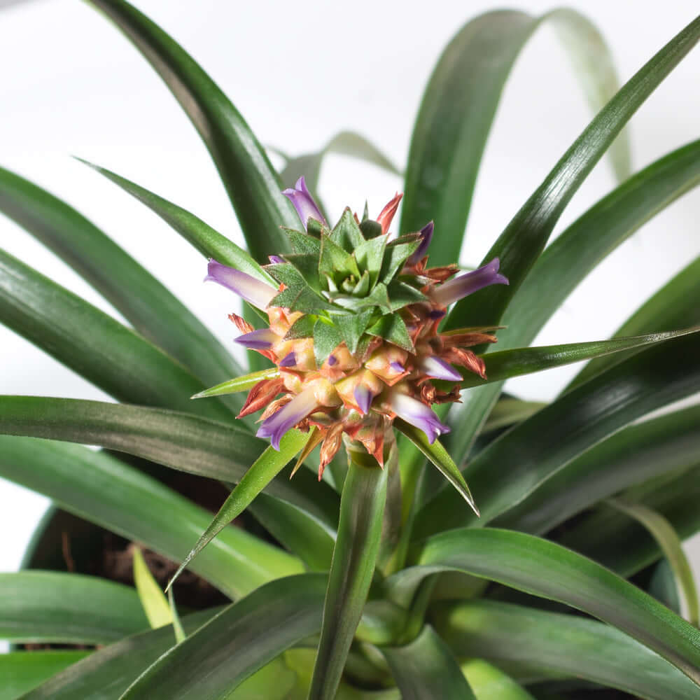 liefde privaat Nacht Mini Pineapple Plant 'Tiny Treasure' Ananas 'nanus' Ornamental – Verdant  Lyfe