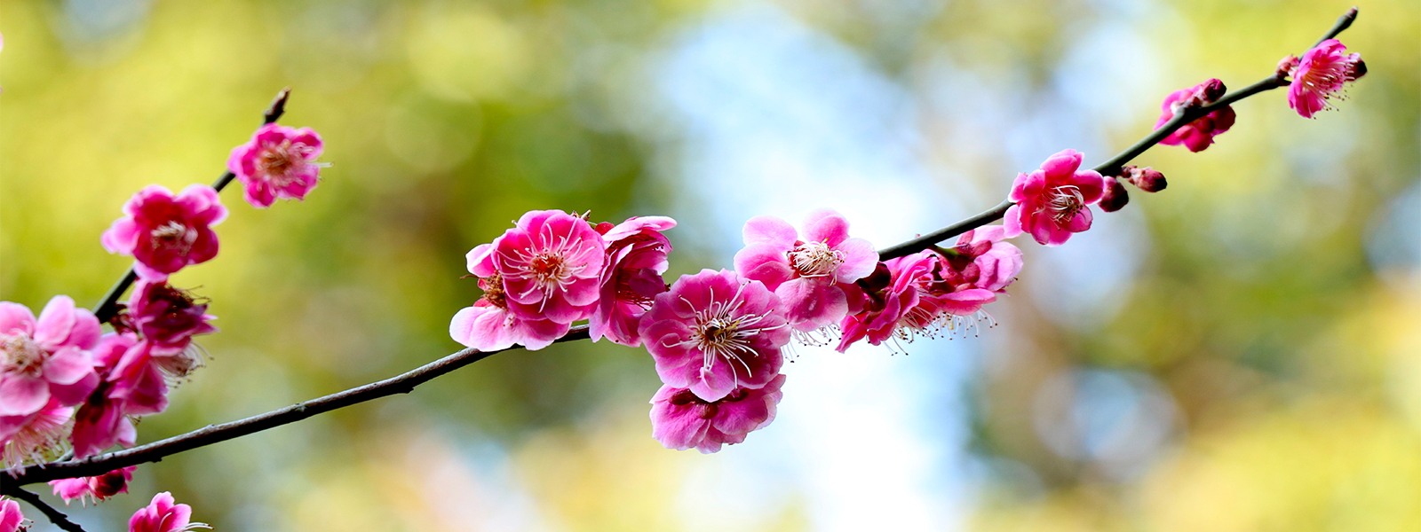 Fleur de Prunier chinois