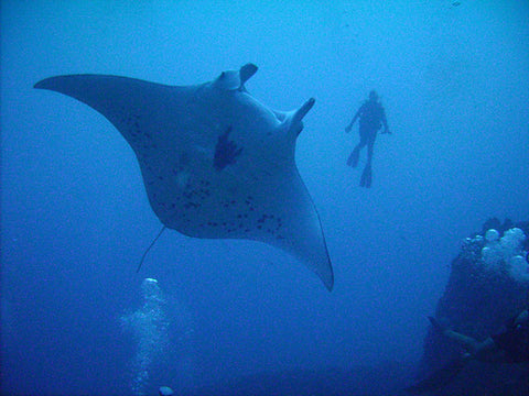 Manta Ray & Diver