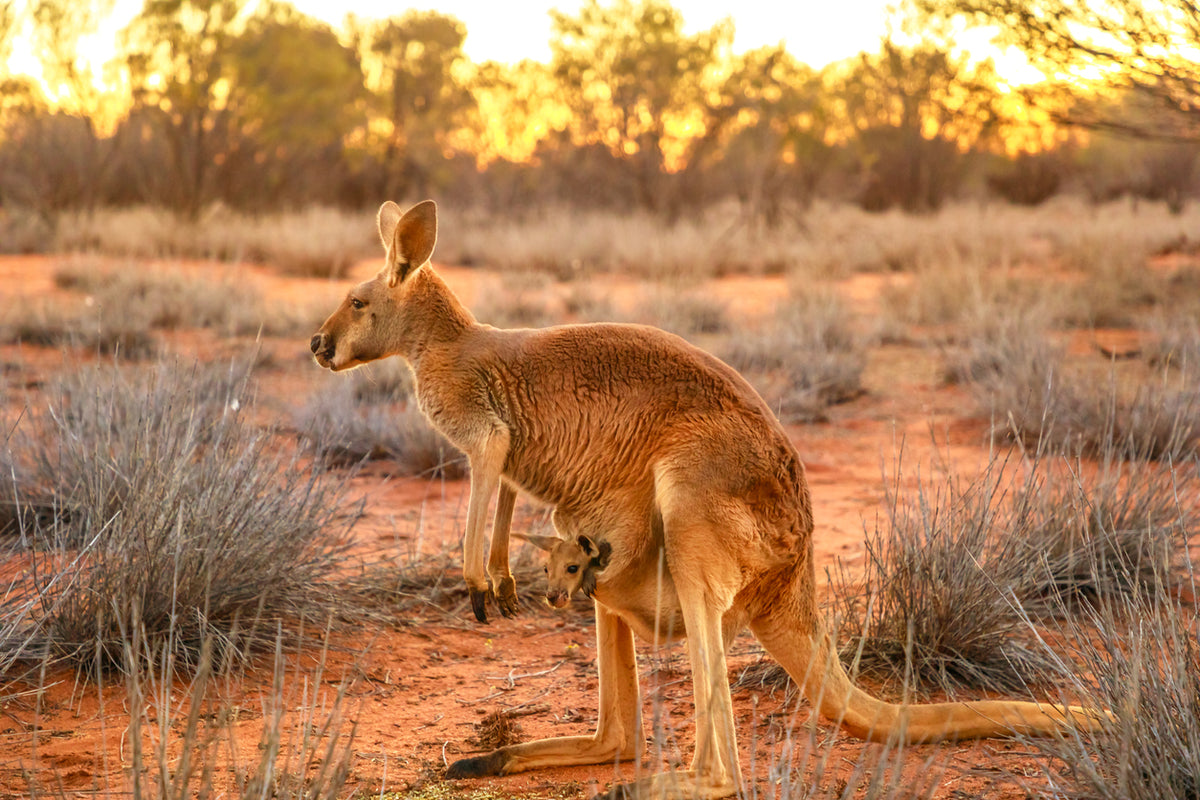 Mainstream torsdag Sukkerrør All About the Red Kangaroo: Australia's Unique Marsupials – Gage Beasley