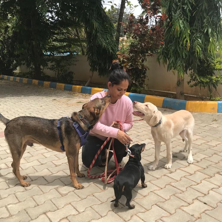 are dogs allowed in airport kennels