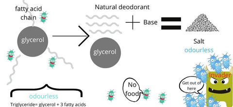 Diagram showing how natural deodorants work with bacteria on the skin