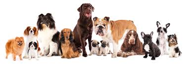 Dog Breeds for adoption