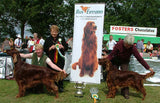 Irish red setters and Bus Eireann