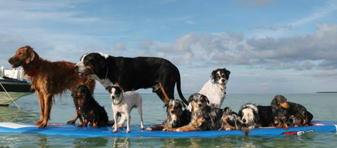 doggy paddle boarding