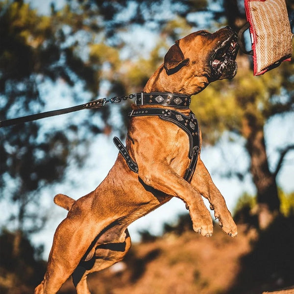 boerboel breed dogs