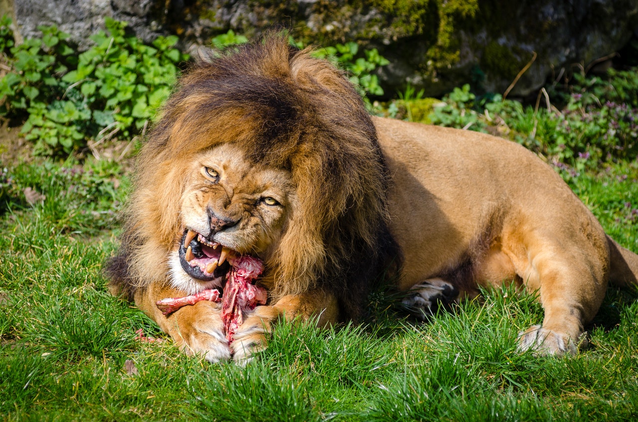 lion qui mange