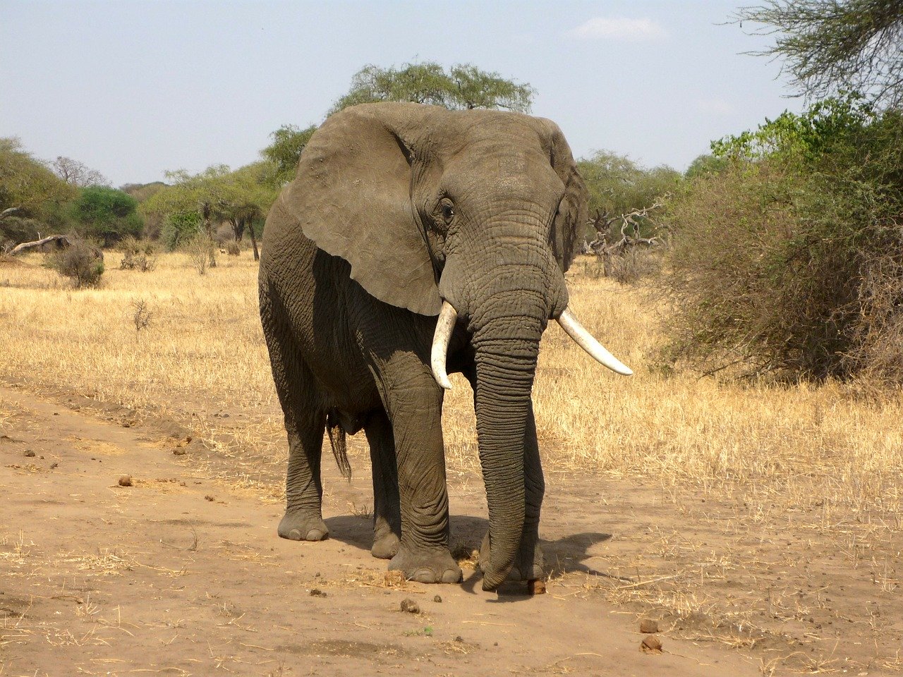 éléphant d'afrique