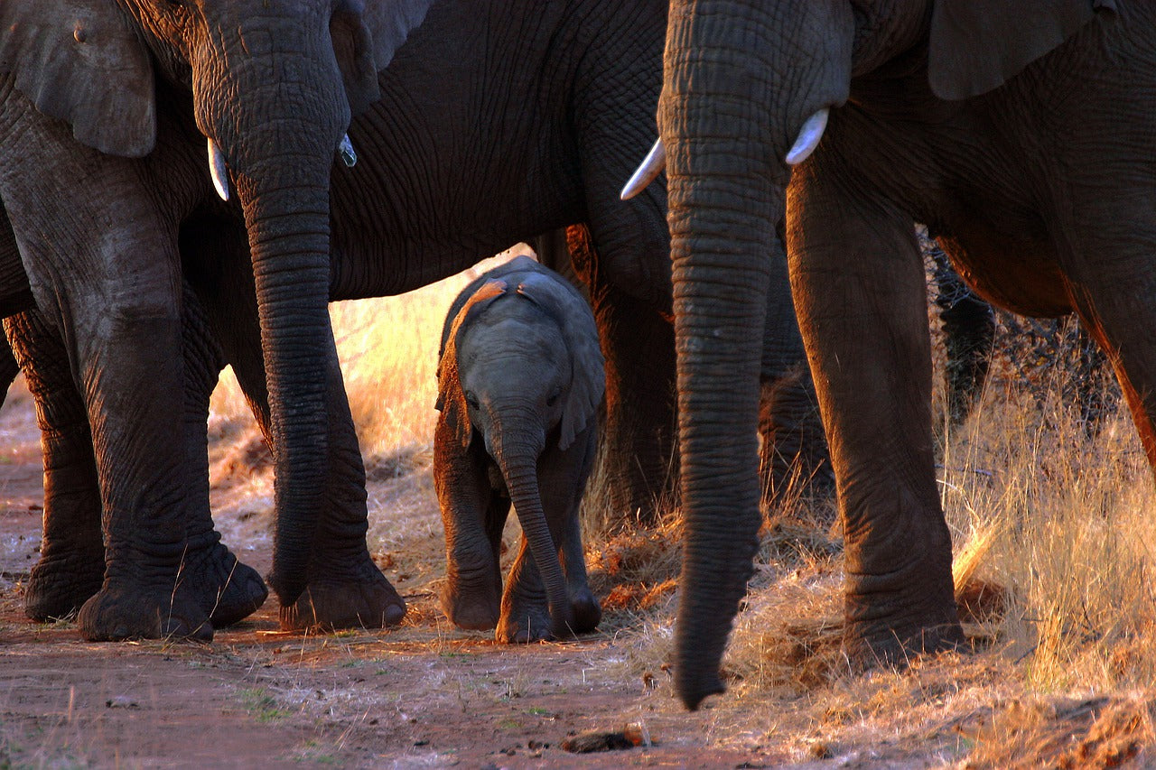 troupeau d'éléphant