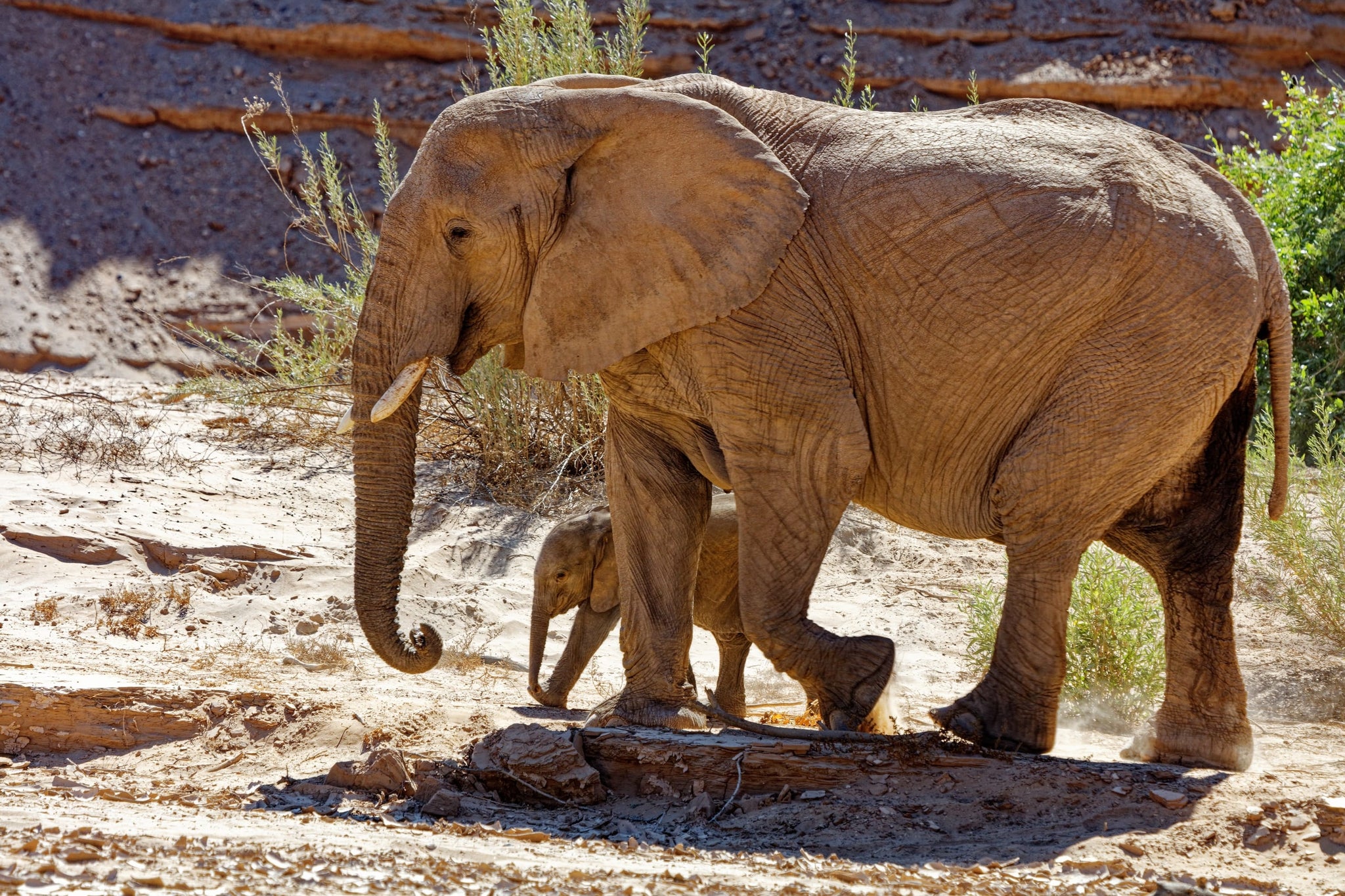 éléphant et éléphanteau