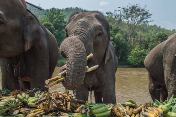 éléphant nourriture