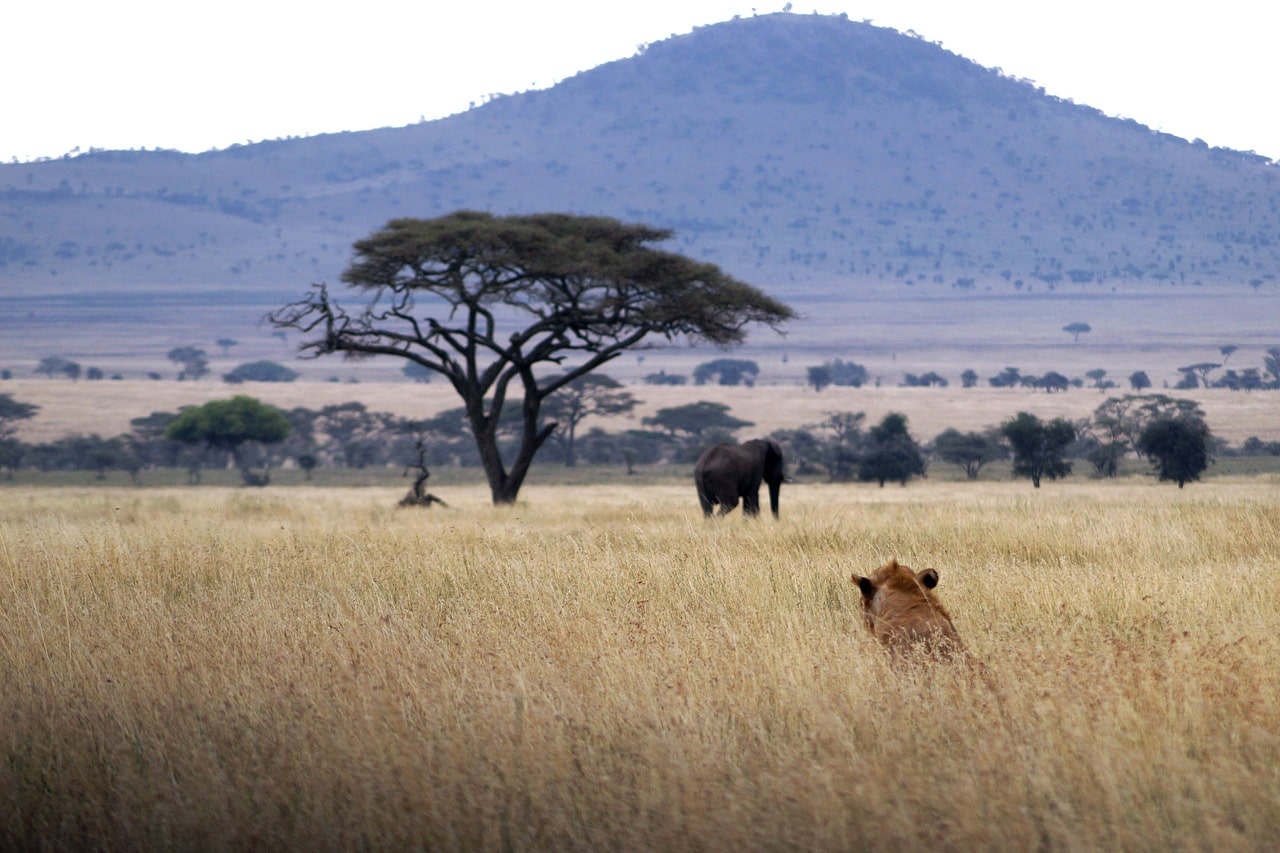 éléphant et lion de la savane