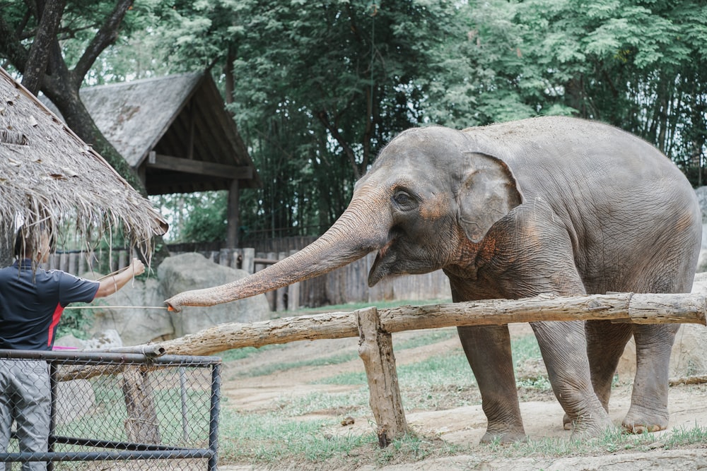 elephant et soigneur