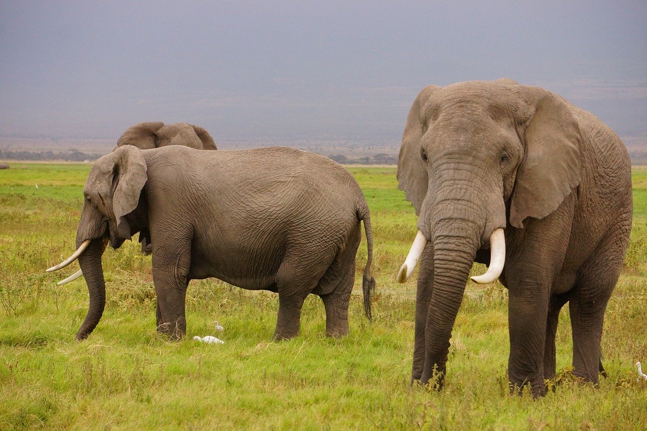 éléphant avec des défenses