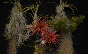 Royal Bath and West Large Gold Andy's Air Plants 2018