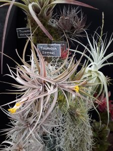 Andy's Air Plants RHS Malvern Best in Show Exhibit