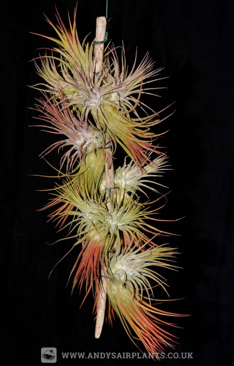 Tillandsia ionantha, multiple plants mounted together.