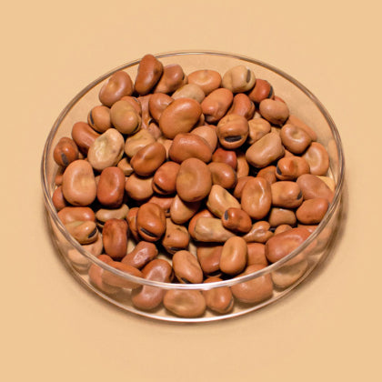 Organic Bean Protein