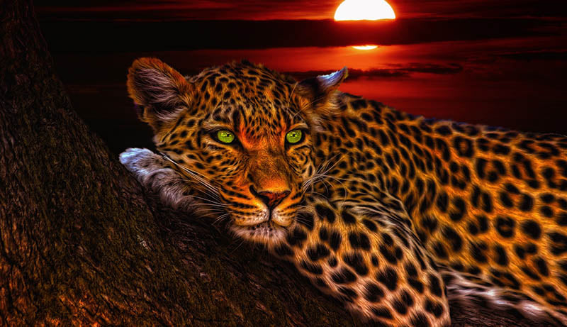 léopard au repos
