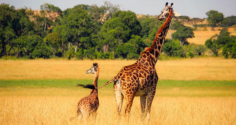 petite et grande girafe