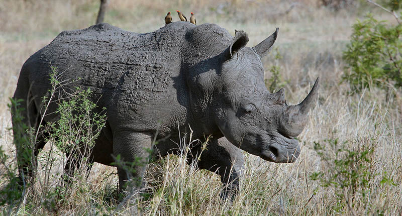 rhinocéros dans la nature