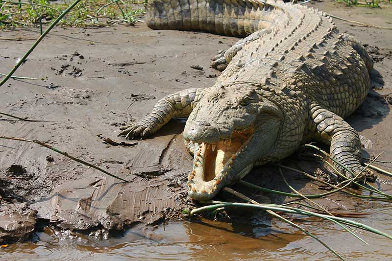 crocodile du nil féroce