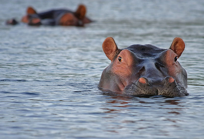 hippopotame à l'eau