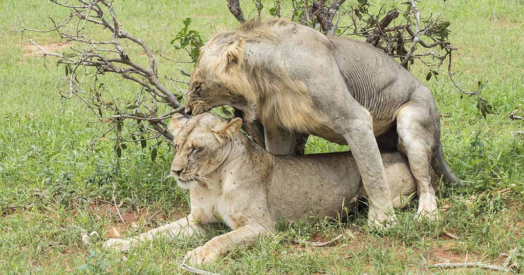 Accouplement Lion Lionne