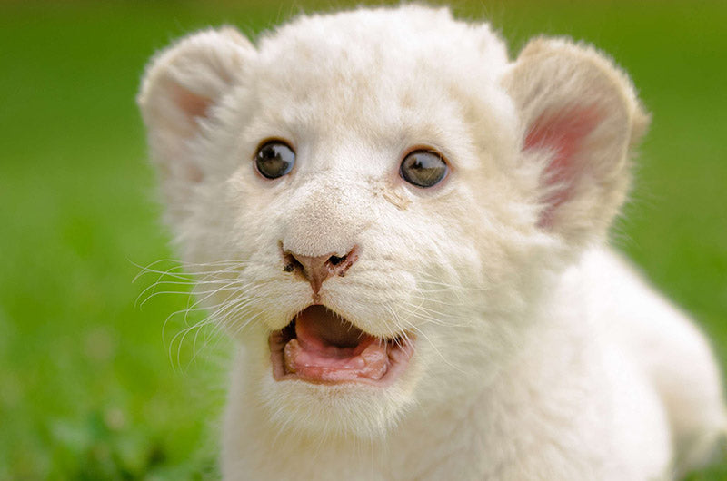 petit lion blanc